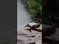 Real Mermaid Sightings Shortvideo Mermaid Putriduyung Shorts