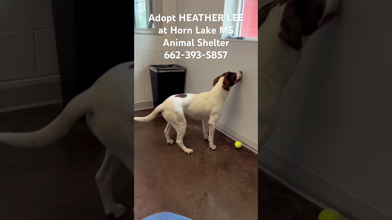 Enlarge Heather Lee, a ADOPTABLE mixed breed in Horn Lake, MS video 6/6