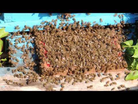Tutorials for collecting bee venom with BeeWhisper collector  (www.beewhisper.com )