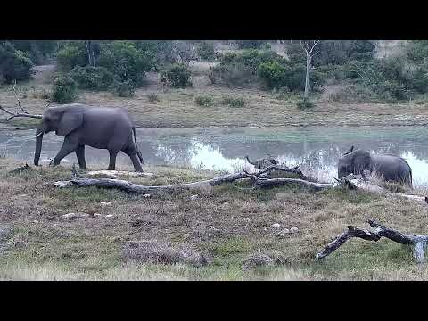 Djuma: Small group of Elephants-Short Trunk's herd - 17:00 - 07/21/2022