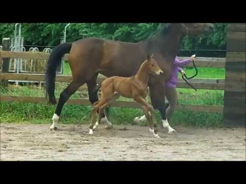 Canarsee LSH (Canterbury - Monte Bellini - Cashman)