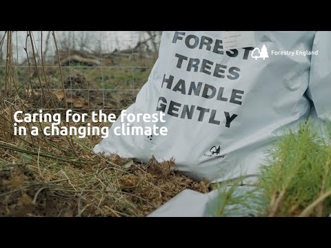 How we're caring for forests in a changing climate