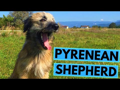 Pyrenean Shepherd - TOP 10 Interesting Facts