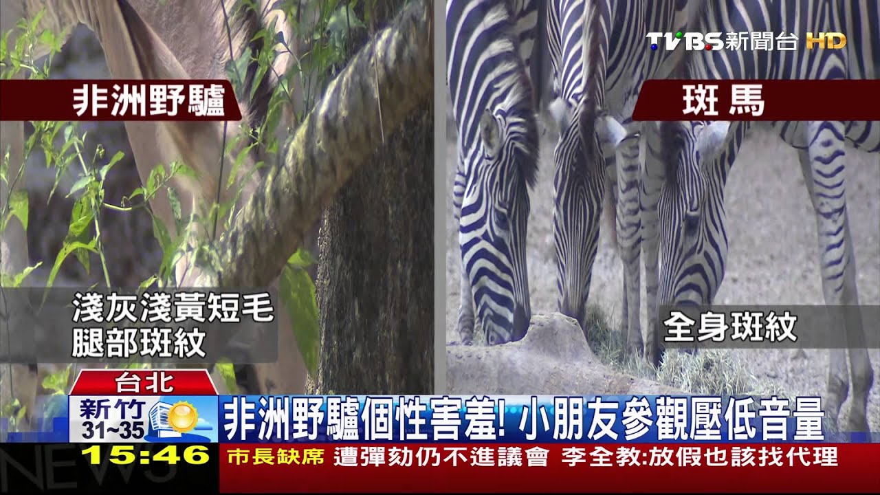 是馬是驢?!非洲野驢亮相 小朋友好奇討論