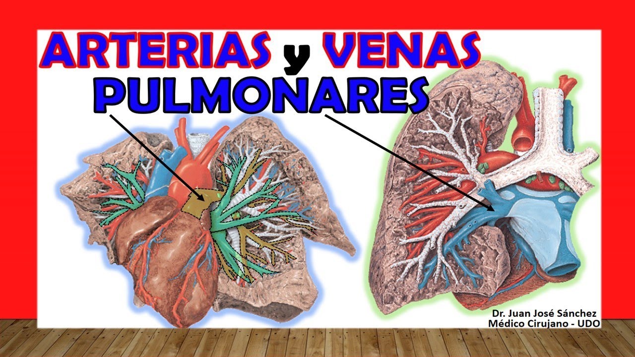 🥇 PULMONARY ARTERIES and VEINS, Easy and Simple Anatomy