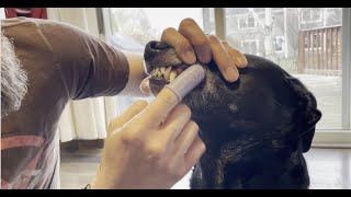 Home dental care for your pet