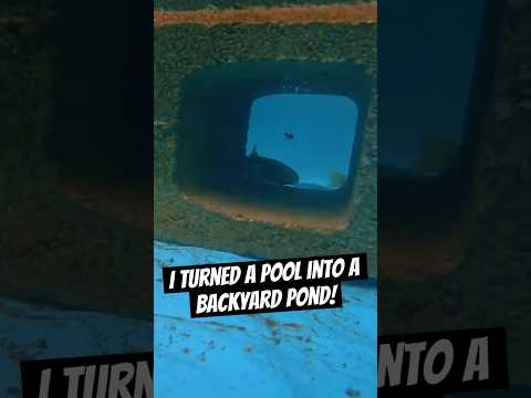 „Aus einem Pool einen Fischteich im Garten machen!“ #backyardpond #fishing #pondbuild