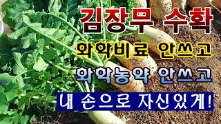 [텃밭농부. 1,288]  김장무 수확.  화학비료/농약 안쓰고 맛있고 건강한 무를 내손으로 자신있게! #김…
