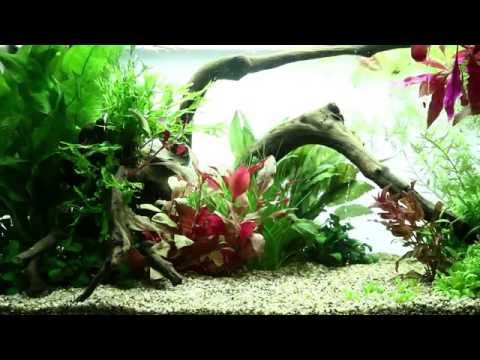 Aquarium Aquael 10 litres 20 x 20 x 25cm 