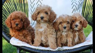 Video preview image #1 Cavapoo (Miniature) Puppy For Sale in ELIZABETHTOWN, PA, USA