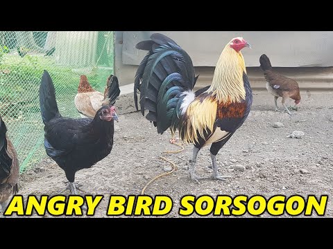Grey Angry Bird Sorsogon Cyril Jesalva - Big Farm Philippines Beautiful Birds