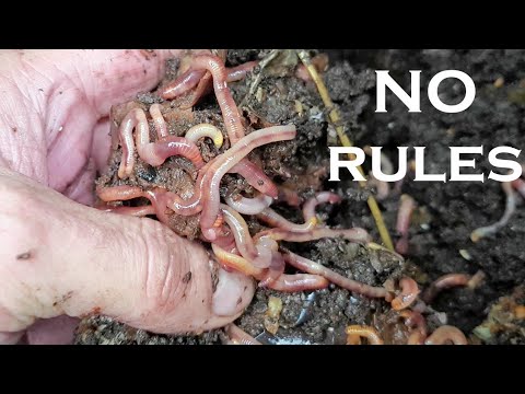 NO RULES Worm Bin