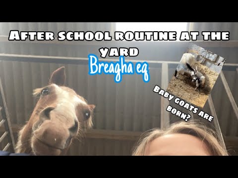 After school routine at the yard | breagha eq