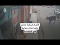 دخول أبقار هاربة إلى متجر