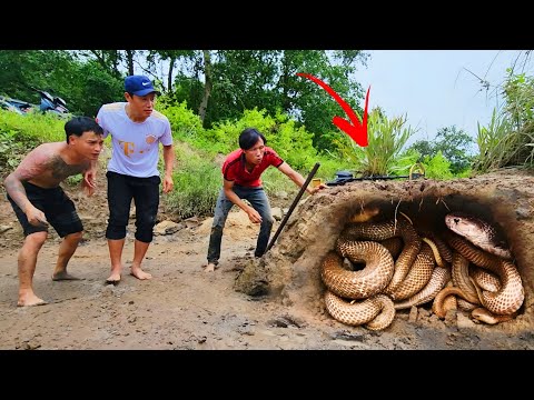 3 Brave Experts Catch 100 King Cobras By Hand