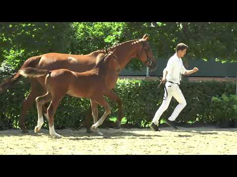 Grandorado TN X Tampa