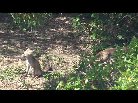 Fox cubs in Bohemia