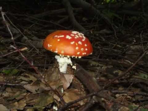 Mushroom-Toxin: Pilz-Guide