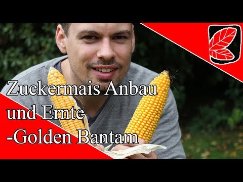, title : 'Tipps - Zuckermais Anbauen und Ernten - Golden Bantam Mais'