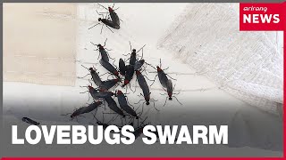 Lovebugs taking over South Korea: Here’s why it’s getting worse
