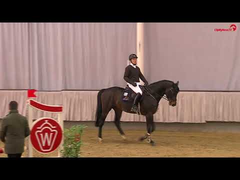 Sportprüfung für Hengste | Sieger 4-jährige Springhengste | Dembelé | Wertnote 9,03