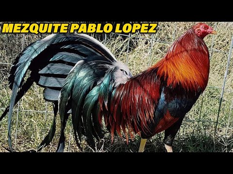 QUALITY BEAUTIFUL BIRDS Pablo Lopez Farm In Mascota Jalisco Mexico