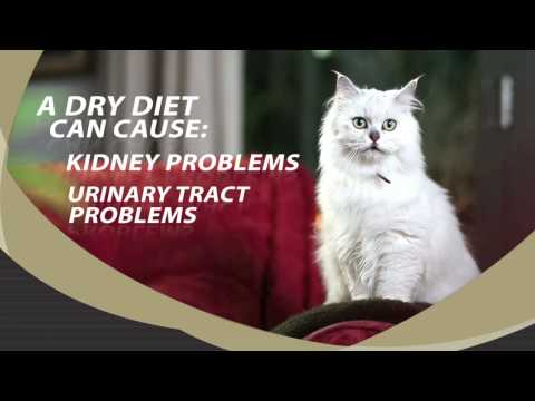 Gourmet Delight CATCHAT Wet Vs Dry Cat Food