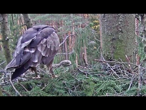 Mazais ērglis ~Andris is testing the Nest - mating~6:54 am 2020/04/17