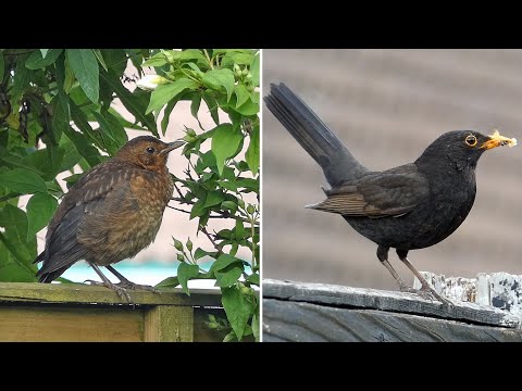 From Fledgling To Adult - How Blackbird Plumage Changes In The First Year