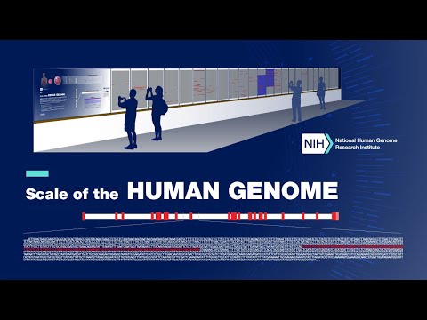 NHGRI Hallway Exhibit: Scale of the Human Genome (Video Tour)