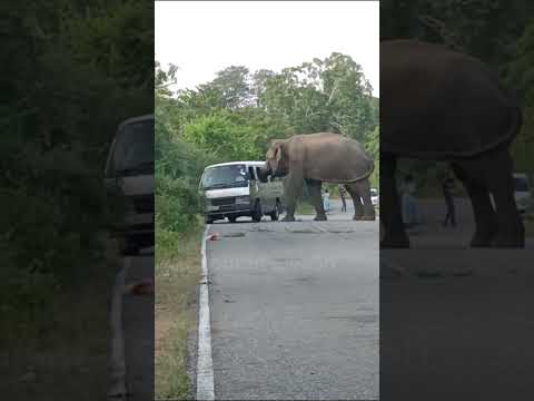 🐘🚐 Wild Elephant Pushes Van to a Stop and Demands Food! 😱