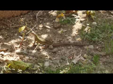 Lacerta Viridis, encontré otro lagarto verde muy grande ! #shorts #animales #reptiles #naturaleza