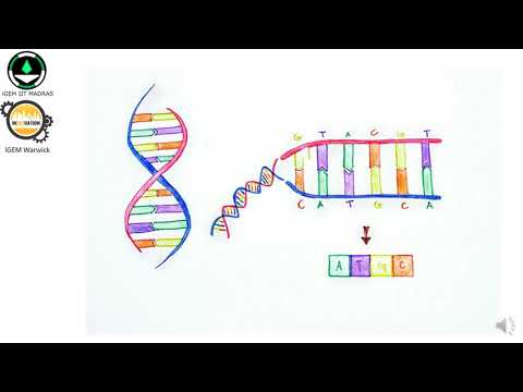 DNA & RNA : Language Project - Lithuanian