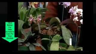 preview picture of video 'Homestead Orchids  786 372 0611'