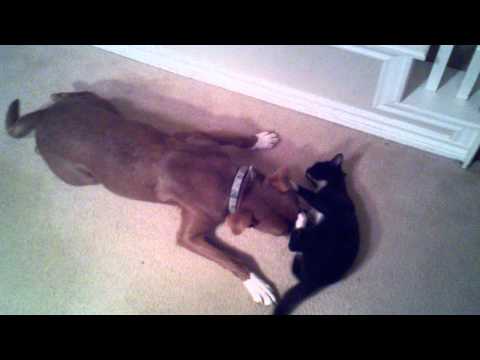 fightin like cats and dogs