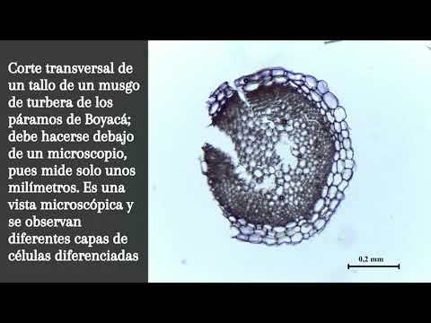 Bajo la lupa, un mundo por descubrir