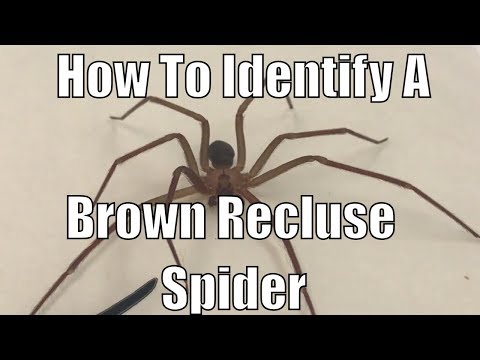How to identify a brown recluse spider