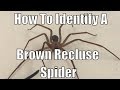 How To Identify A Brown Recluse Spider