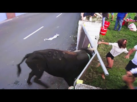 Good Hour - Bulls Livestock HF (388,431,436,383) - 11/10/2025 - Terceira Island - Azores