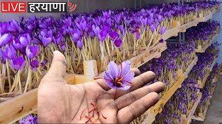 घर की छत पर केसर उगाकर, यह आदमी ने 40 लाख कमाए || How to grow Saffron indoor || Kesar Farming