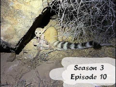 S3 E10 : What Does a Ringtail Sound Like?????