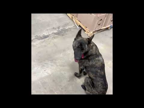 Optimal K9 Dog Obedience & Protection Training video.