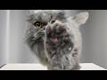 This Hilarious Cat Gave Me Some Ferocious Skippity Paps