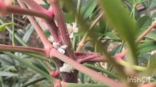 アオバハゴロモ？の幼虫？2025年9月13日