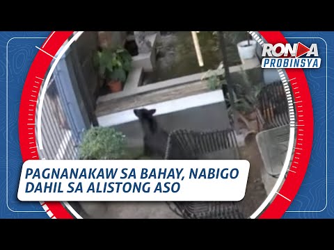 Pagnanakaw sa bahay, nabigo dahil sa alistong aso