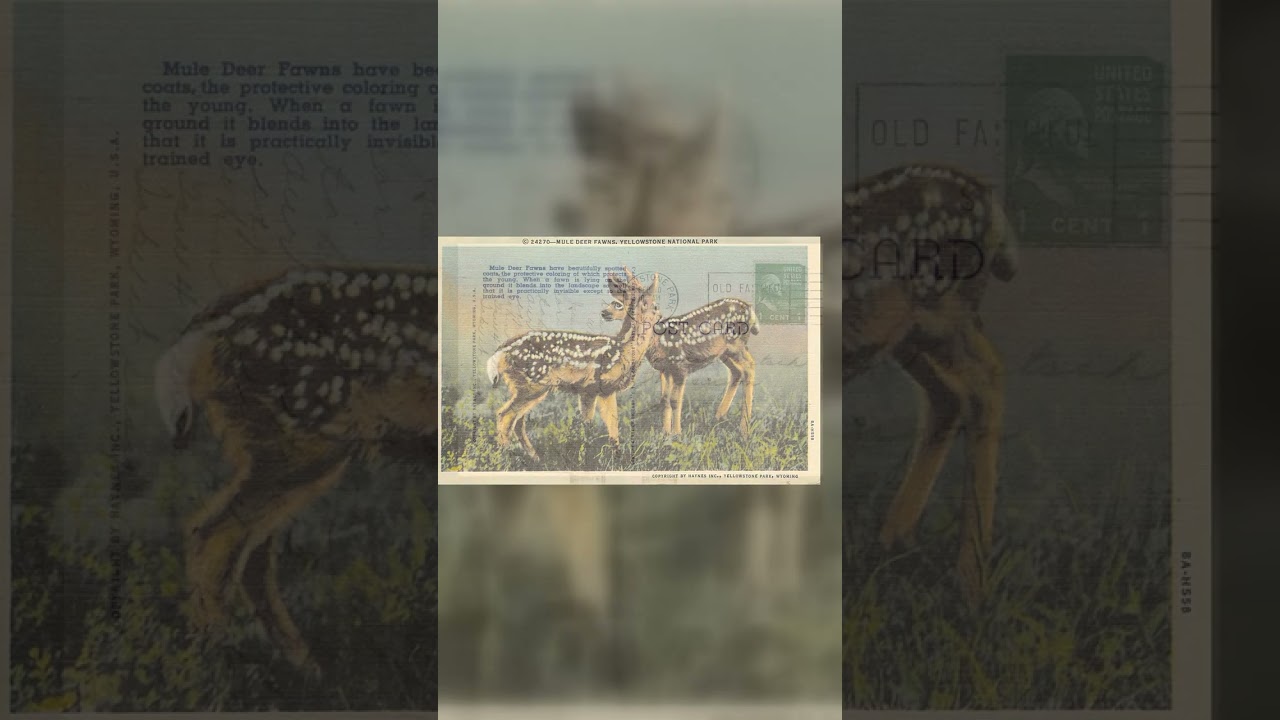 Haynes Inc. Linen Postcard, Mule Deer Fawns, Yellowstone, 1946 Video