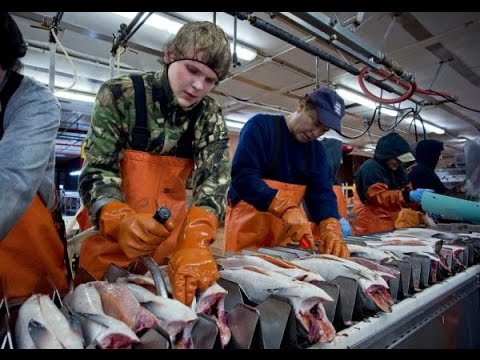 download lagu mp3 mp4 Order Fish From Alaska, download lagu Order Fish From Alaska gratis, unduh video klip Order Fish From Alaska