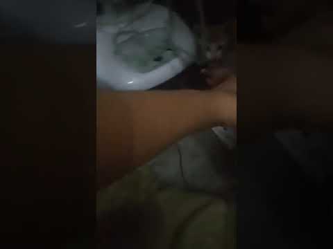 Playing with a Kittens