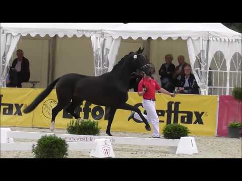 Diamond's Ballerina von DIAMOND HIT - Elitestutenschau Westfalen 2017