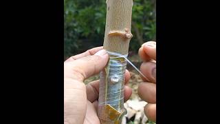 Download lagu CARA OKULASI SINGKONG | HOW TO GRAB CASSAVA mp3 Download lagu CARA OKULASI SINGKONG | HOW TO GRAB CASSAVA mp3